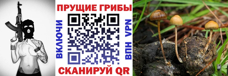 даркнет Telegram  купить наркотики сайты  MEGA   Шарья  Галлюциногенные грибы прущие грибы 